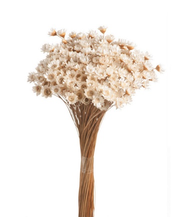 Sempre Viva Flor